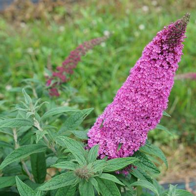 Buddleia x Pugster Pinker®