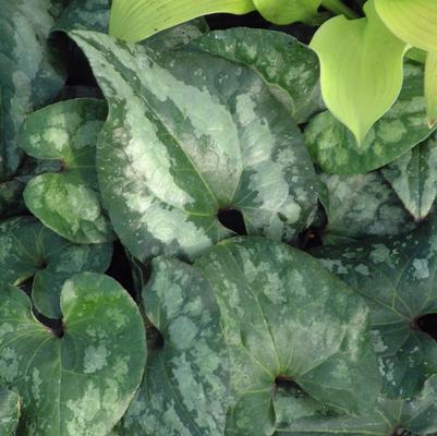 Asarum splendens 