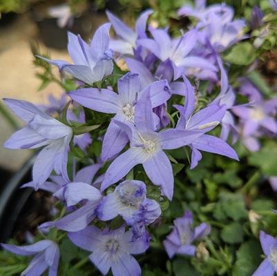 Campanula pos. Blue Waterfall