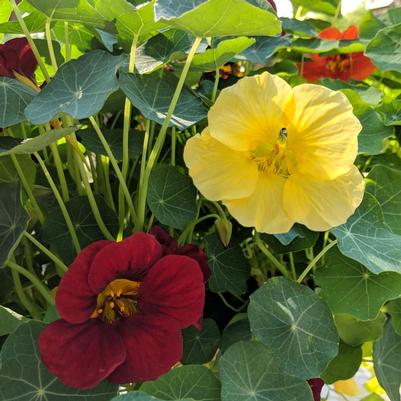 Tropaeolum majus 'Night and Day'