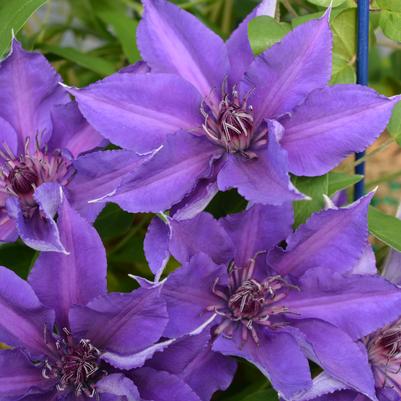 Clematis Edda™