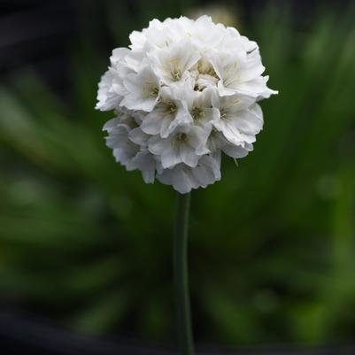 Armeria pseudarmeria Dreameria® Dream Clouds