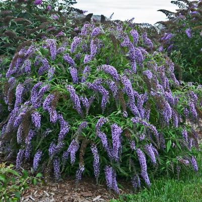 Buddleia davidii 'Wisteria Lane'