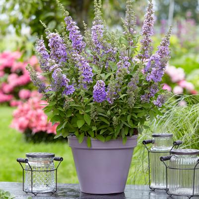 Buddleia High Five Purple