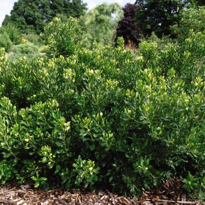 Myrica pensylvanica 'Brave Athena'