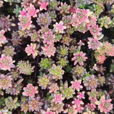 Sedum album Coral Carpet