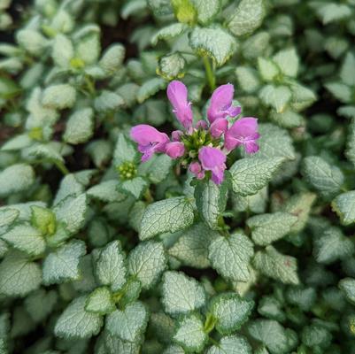 Lamium maculata Red Nancy