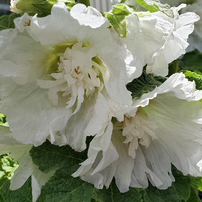 Alcea rosea annua Spring Celebrities White