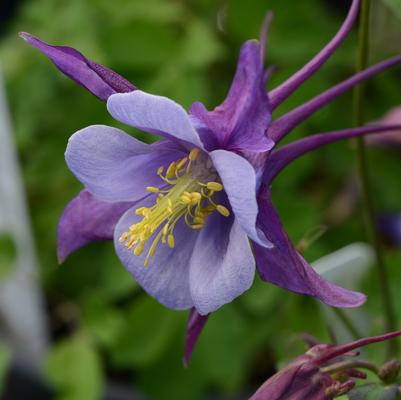 Aquilegia x Earlybird™ Purple Blue