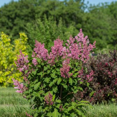 Syringa prestoniae Pinktini™