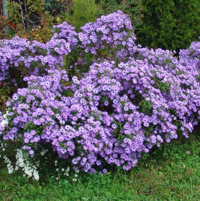 Aster oblongifolius Raydon's Favorite