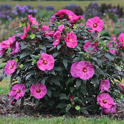 Hibiscus hybrid Summerific® Berry Awesome