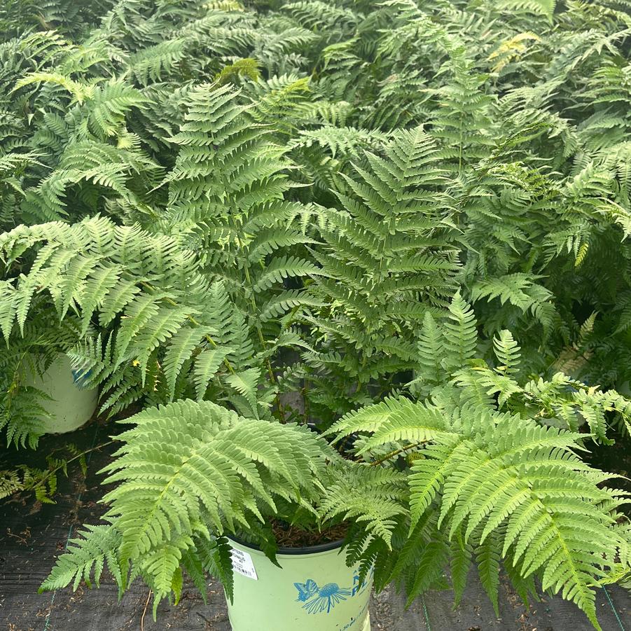 Dryopteris marginalis 