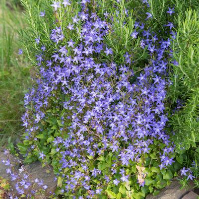 Campanula poscharskyana 