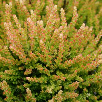 Calluna vulgaris Winter Chocolate