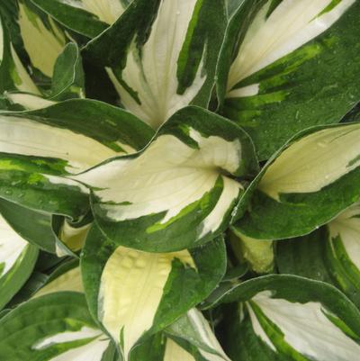 Hosta 'Fire And Ice'