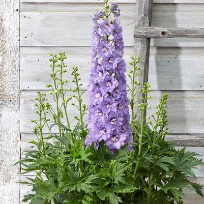 Delphinium Delgenius™ 'Shelby'