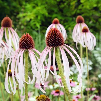 Echinacea pallida 