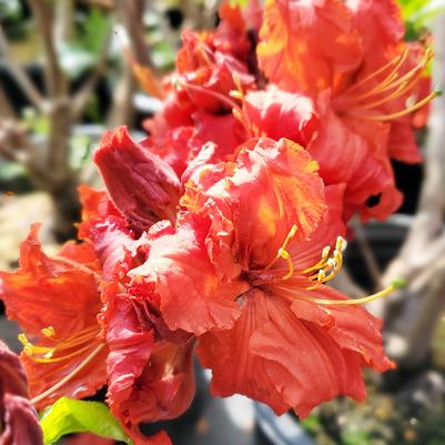 Azalea 'Red Demon'