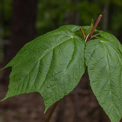 Acer pensylvanicum 