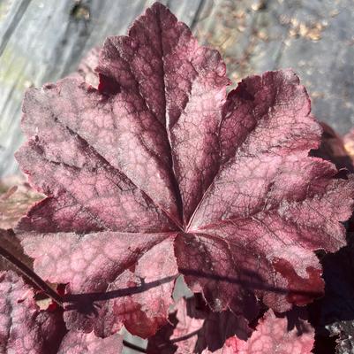 Heuchera Patio Pals Cara Red