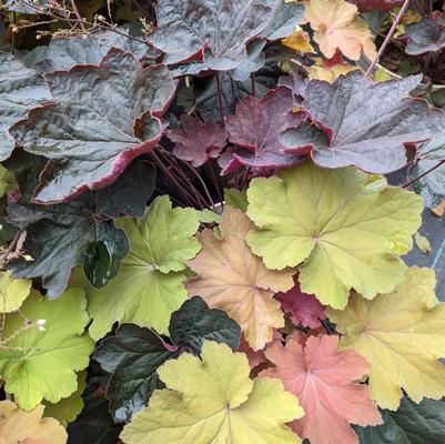 Heuchera Patio Pals Cara Amber