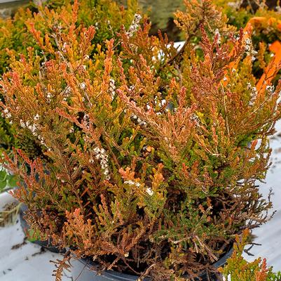 Calluna vulgaris 'Red Haze'