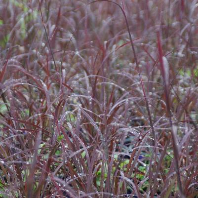 Andropogon gerardii 'Blackhawks'