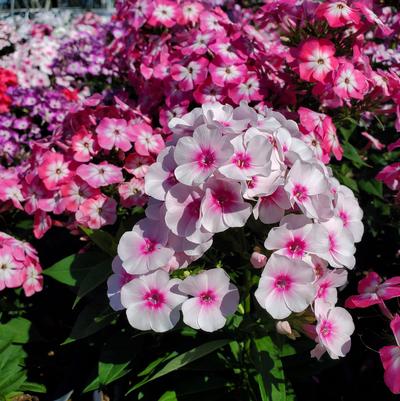 Phlox Volcano® Volcano® Medley