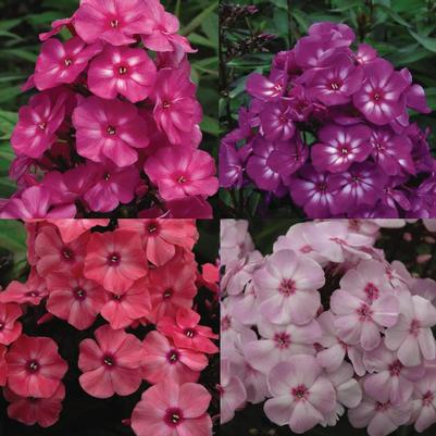 Phlox First Editions® Medley Mix