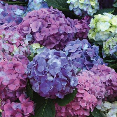 Hydrangea mac. L.A. Dreamin'®