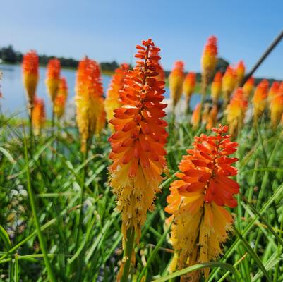 Kniphofia Pyromania® 'Backdraft'