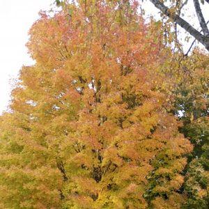 Acer saccharum 