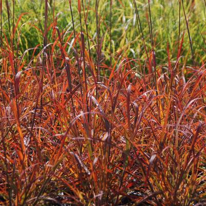 Andropogon gerardii 'Red October'