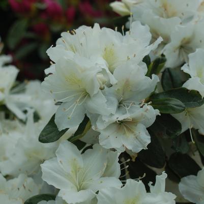 Azalea Delaware Valley White