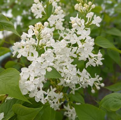 Syringa x 'Betsy Ross'