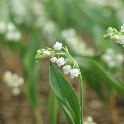 Convallaria majalis 