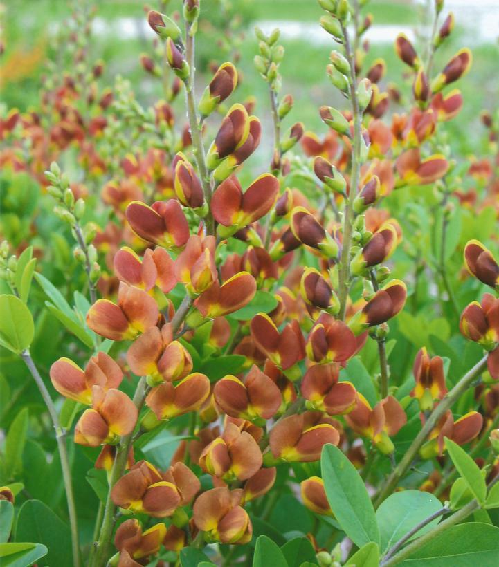 Baptisia hybrid Decadence® Cherries Jubilee