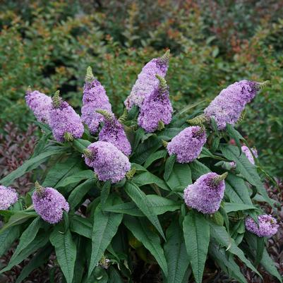 Buddleia x Pugster® Amethyst