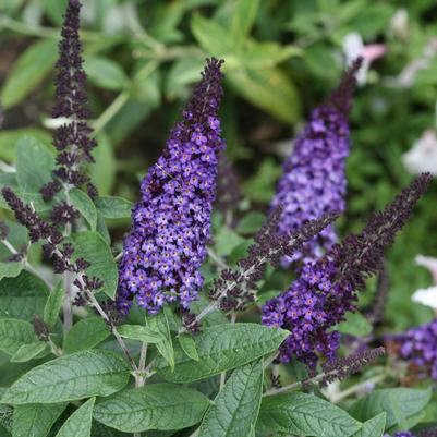 Buddleia x Pugster Blue®