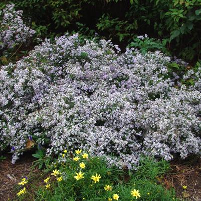 Aster cordifolius 