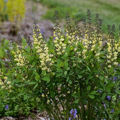 Baptisia hybrid Decadence® Decadence® Vanilla Cream