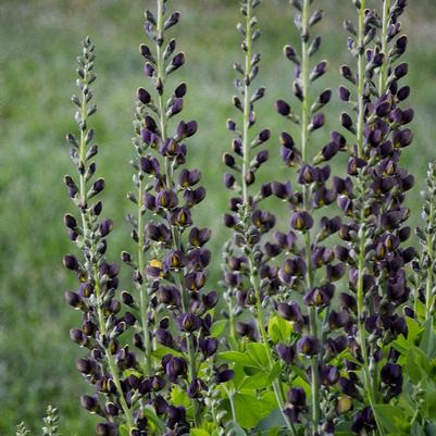 Baptisia Decadence® 'Dark Chocolate'