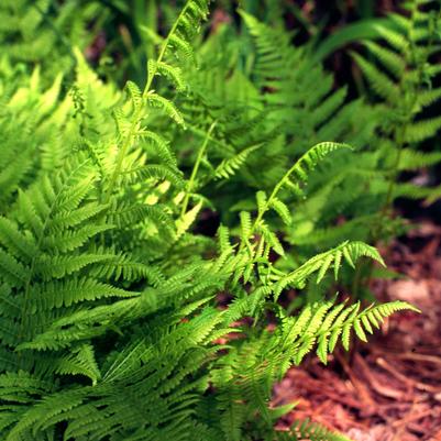 Athyrium filix femina 