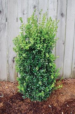 Buxus sempervirens 'Dee Runk'