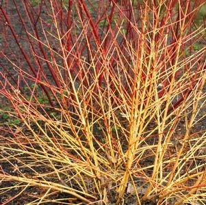 Cornus sanguinea Arctic Sun®