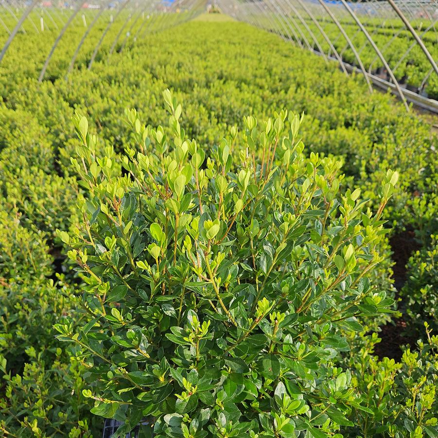 Azalea 'Blaauws Pink'