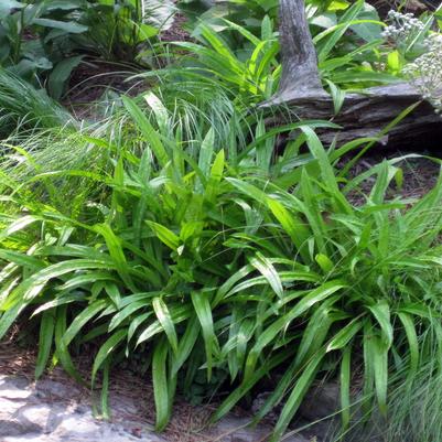 Carex plantaginea 