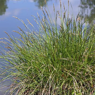 Carex stricta 