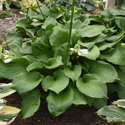 Hosta 'Royal Crest'